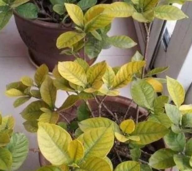  「营养」硫酸亚铁唤醒植物营养活力！硫酸亚铁养花怎么用？