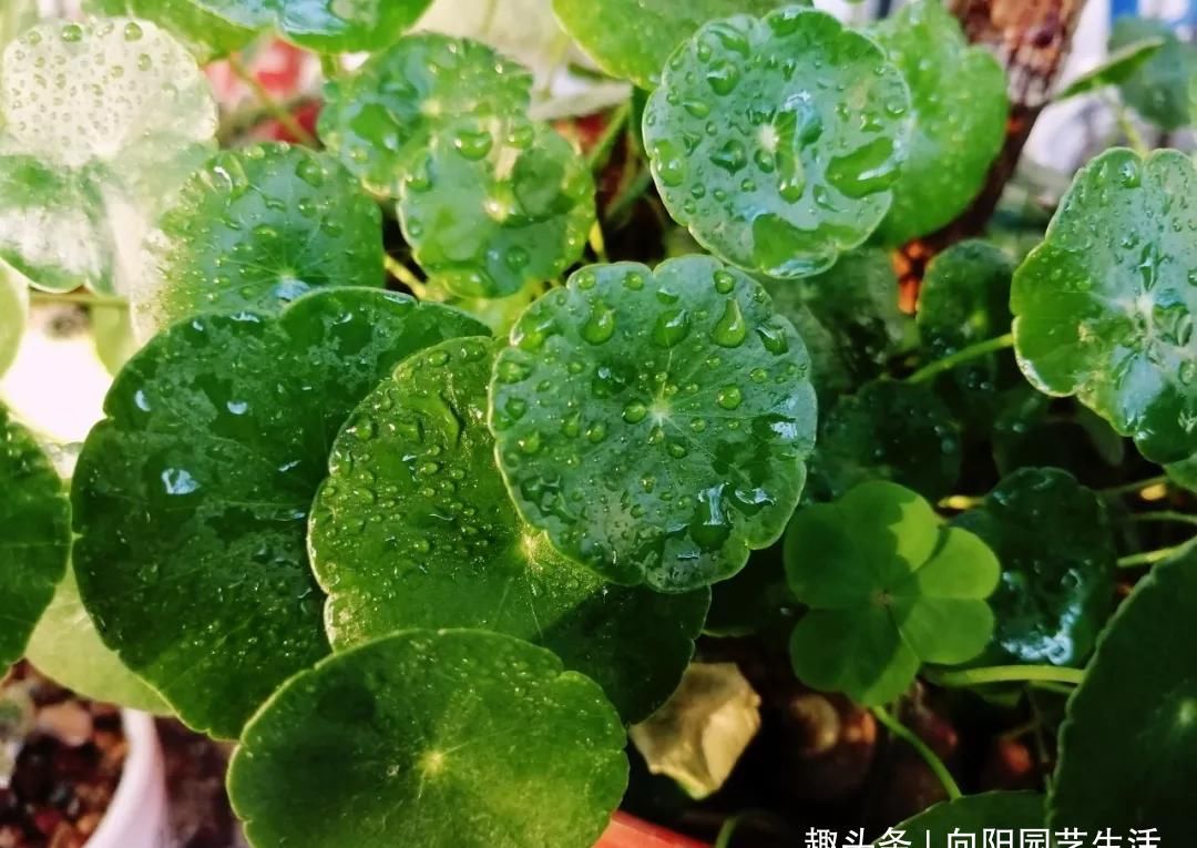  [没想到]?用爷爷的“牛槽”，养了几棵铜钱草，两个月没回家，没想到长满