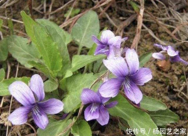 「田间」田间地头,有1种“野堇菜”很美,如今不多见,拔1棵少1棵,珍贵