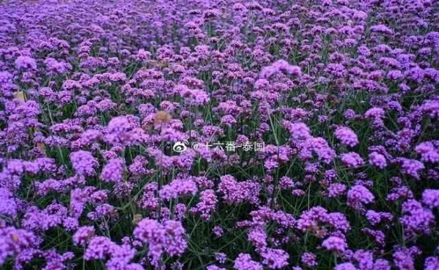 这个网红地儿，来多少次都不会腻！签证好办，性价比高过日本！