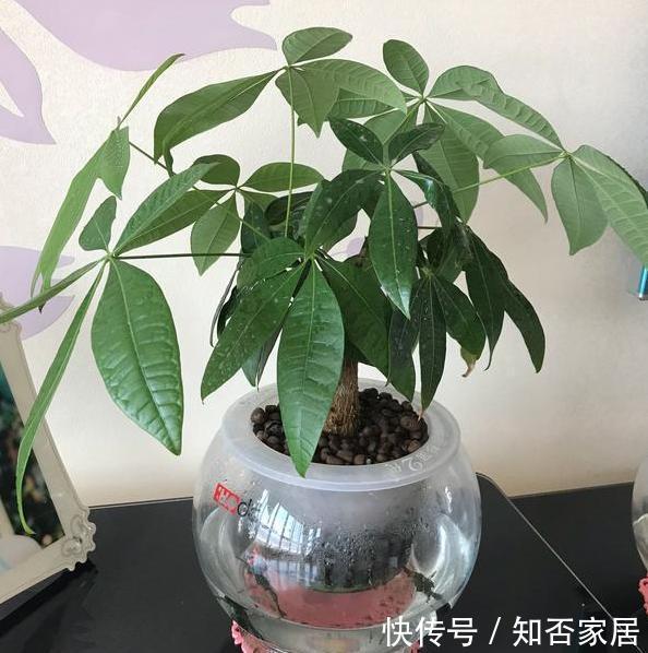  [改成]养花难是因为你不懂它，将此3种改成水培，根须蹭蹭长爆盆
