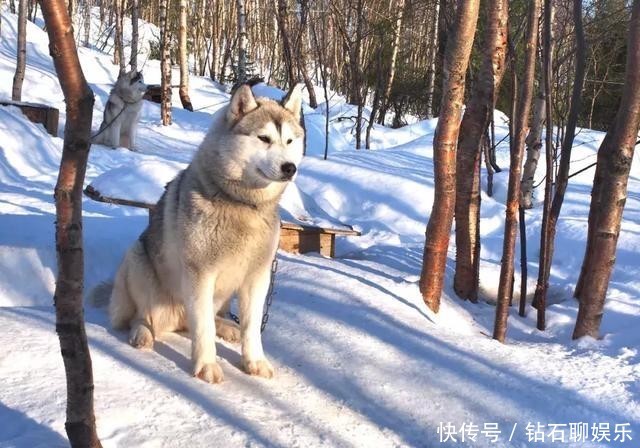 以为看极光又贵又远吗？就在中国不远处，全球看极光最便宜的地方