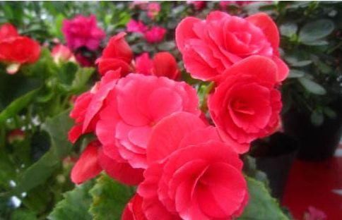  『流星』喜欢玫瑰，不如养盆“珍品名菊”天南流星，似流星四射，绚丽多彩