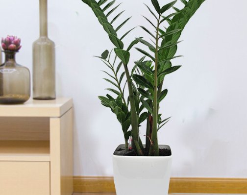  金钱树：家养4种绿植自带“贵气”，栽进花盆造景，高档大气，旺运招财