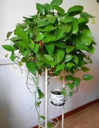  『滴油』这“3种”植物最好养，只要每天浇1次水，叶子绿的滴油，还疯长！