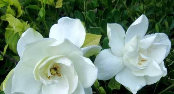 「花苞」3月养栀子花，2个动作不能少，花苞冒不停