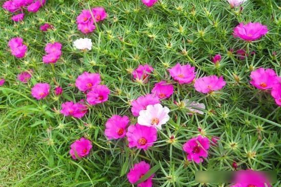  #养盆#阳台养盆它，比多肉还好养，开花五颜六色，四季有花看