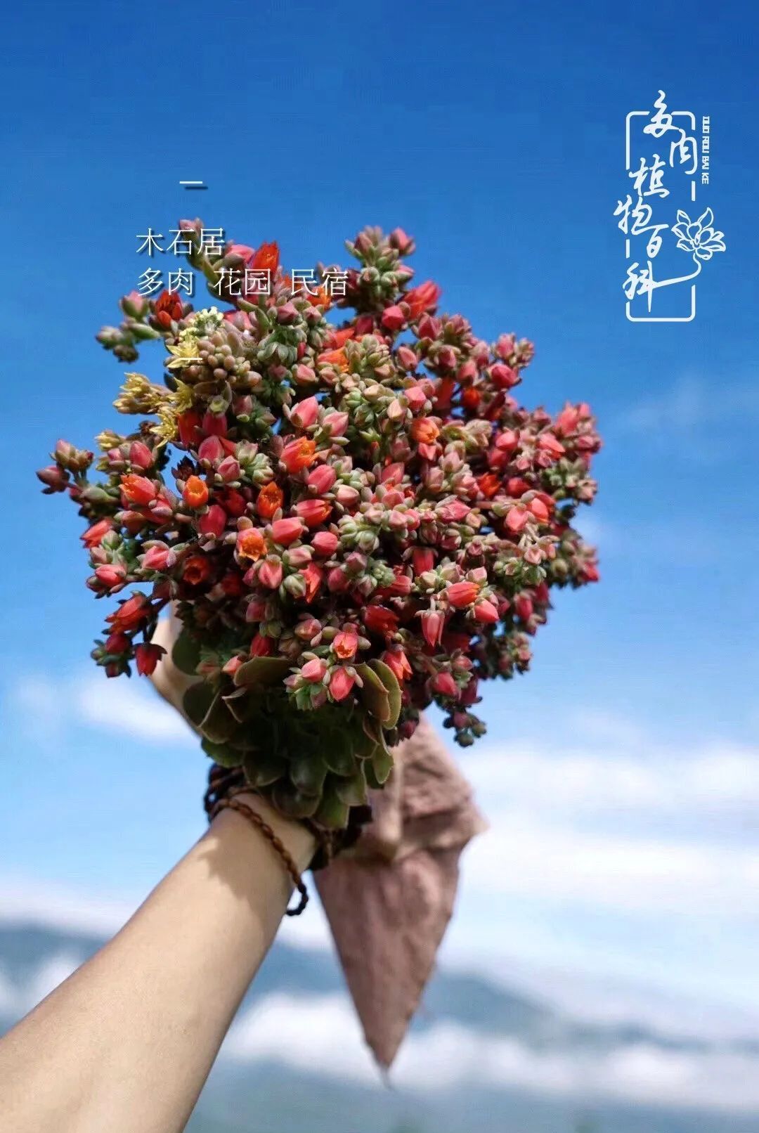  『植物』八种号称“养不死”的多肉,你养了几种?