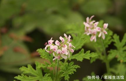  「轻松」这三种绿植号称蚊子的天敌，夏天养上一盆让你轻松度夏