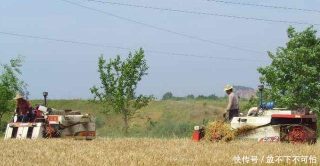 小麦价格降到3毛一斤，玉米价格也大幅度下跌！农民快撑不住了！
