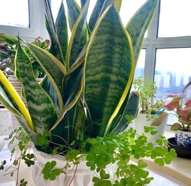 【舒适】卫生间''除异味''大招:放置3种绿植除臭,居家环境更舒适
