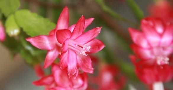  #花苞#想要蟹爪兰,狂冒花芽,用点这个小东西,花苞又多又大,开不停!