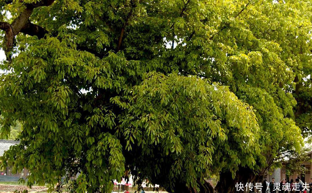 成都这座古镇，坐拥12棵千年古榕，纳凉戏水的好去处