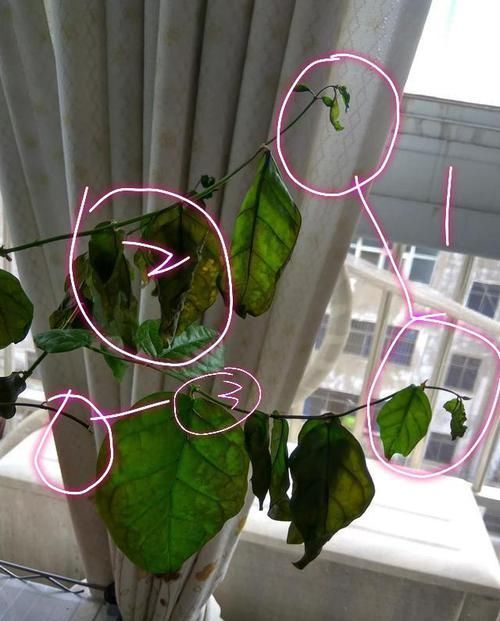  [枯萎]封闭阳台养护的茉莉花掉叶枯萎怎么办？老花匠只需一招，快速爆盆