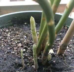  「种植」这两种菜，种一盆可以长十年，吃完又蹭蹭长，收获一茬又一茬！