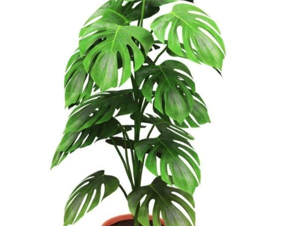  「种植」种植龟背竹以及如何照顾