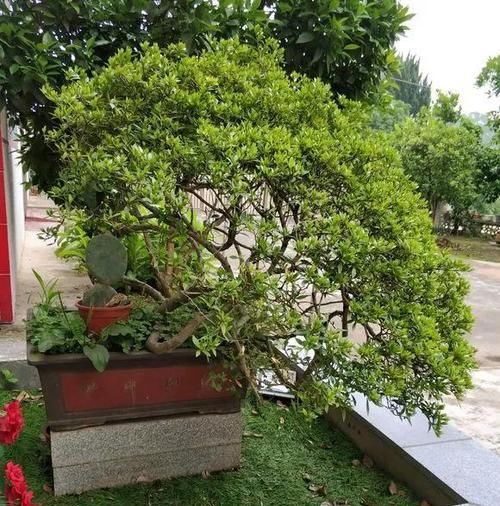  [花香]1种花能养50年，叶子油亮，开花勤，花香扑鼻！