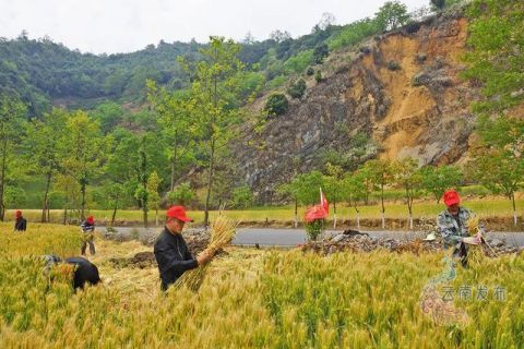  「云南省」家中要不要屯粮？莫慌！云南省粮油供应量足价稳