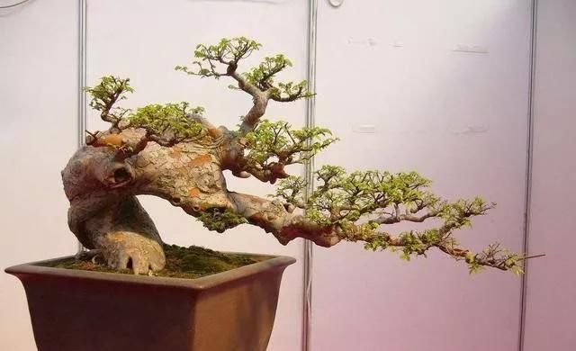 「当成盆景」山上捡的“木疙瘩”,种进花盆里,30天长新芽,还能结红果果