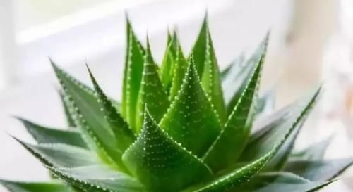  「适合」这3种花，适合养在卧室，晚上释放氧气，有助于改善睡眠！