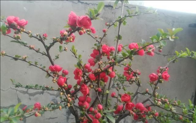  [玉兰花]三月风暖，赴一场花的邀约