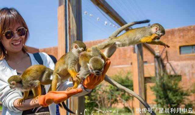 国庆带娃去哪里济南野生动物世界最全最实用游览攻略！赶紧收