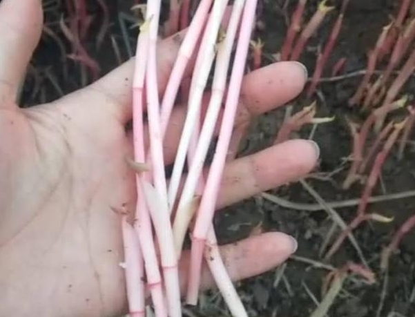 农民无意种下的“豆芽菜”，年赚十万，真是“懒人”也能赚大钱