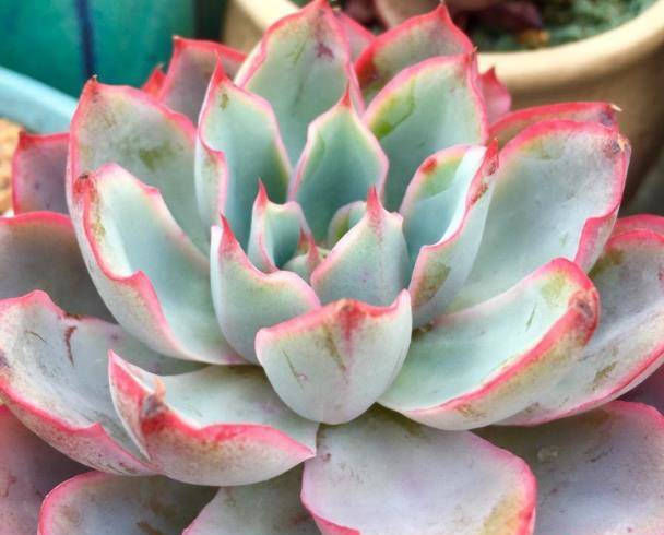  「植物」想让多肉植物长得肥厚,学会这些小妙招,简单有效!