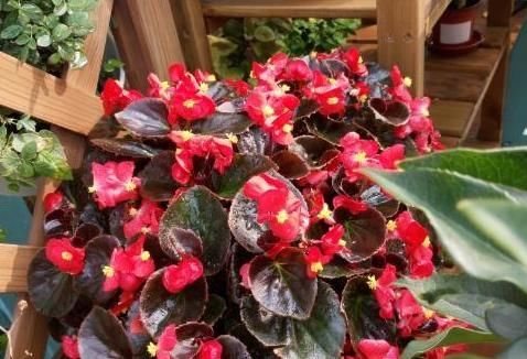 「植物」有一年四季都开的花吗?