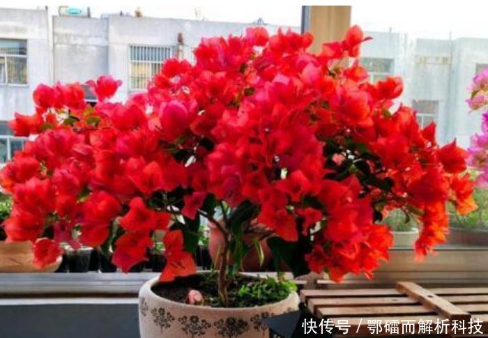 『家里』家里养上“4种花”,直接变成小花园,开花一茬茬,太漂亮!