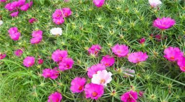  室内|太阳花移植需要缓苗吗