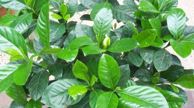  [栀子花]开春的栀子花这样养，叶子繁茂，绿油油！