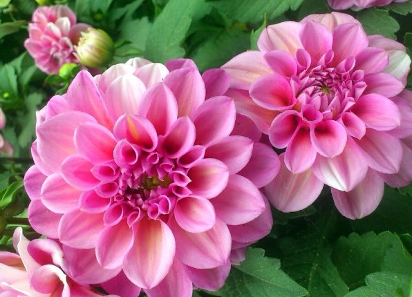  『凤仙花』家中有阳台，推荐养这些花卉，花开成团成簇，花朵艳丽又好看