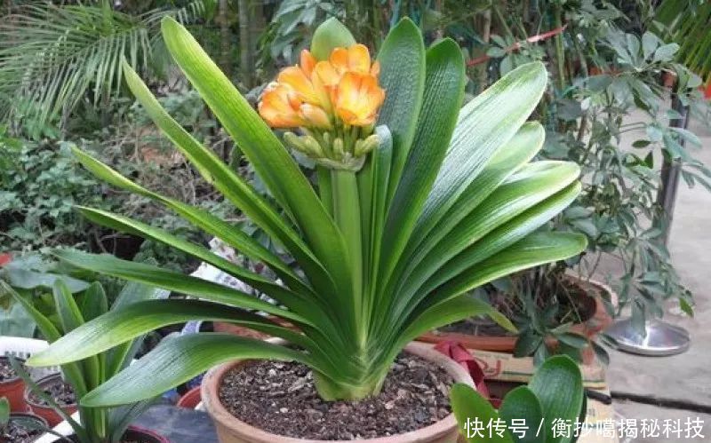 小妙■养花小妙招,花开爆满盆