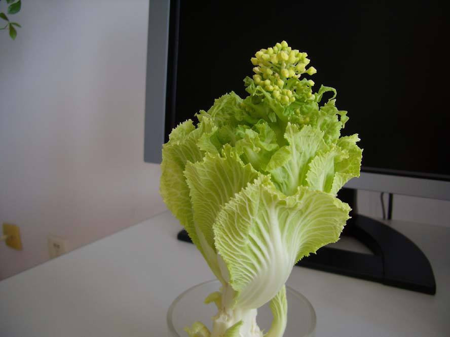 「不用」阳台上种菜,别缺这6样,随便种一盆,割菜好几茬,都不用买菜了