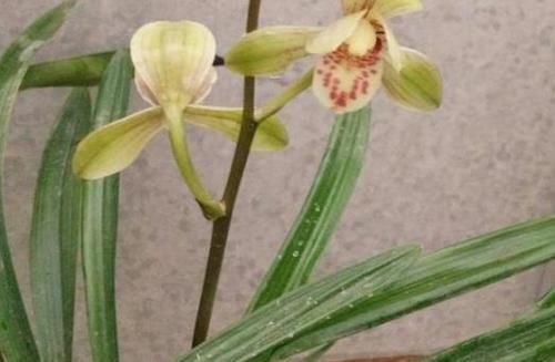  「盆土」兰花长势不好？掌握这2点，烂根、黄叶不再来，大白根呼呼长爆盆