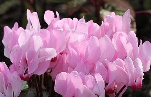  『阳台』这四款花卉，一年四季开花不断，花朵美艳动人，养在阳台变花海