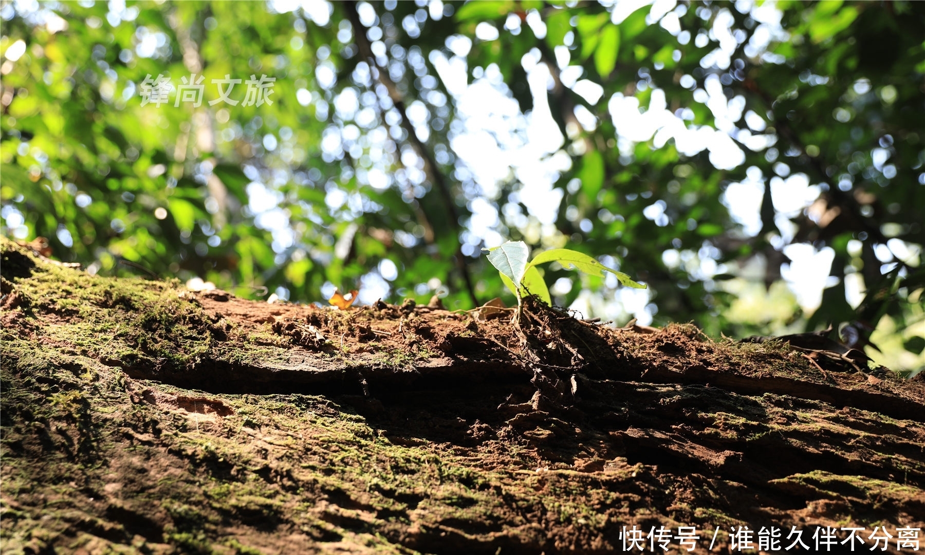 亲眼见到原始森林中的“擎天柱”，女王丈夫向世界宣传我热带雨林