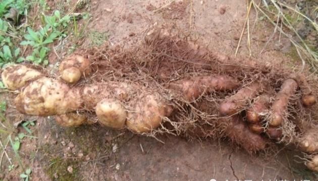  野山药@告诉家乡人，遇见此物别除掉，是好事，目前22元一斤