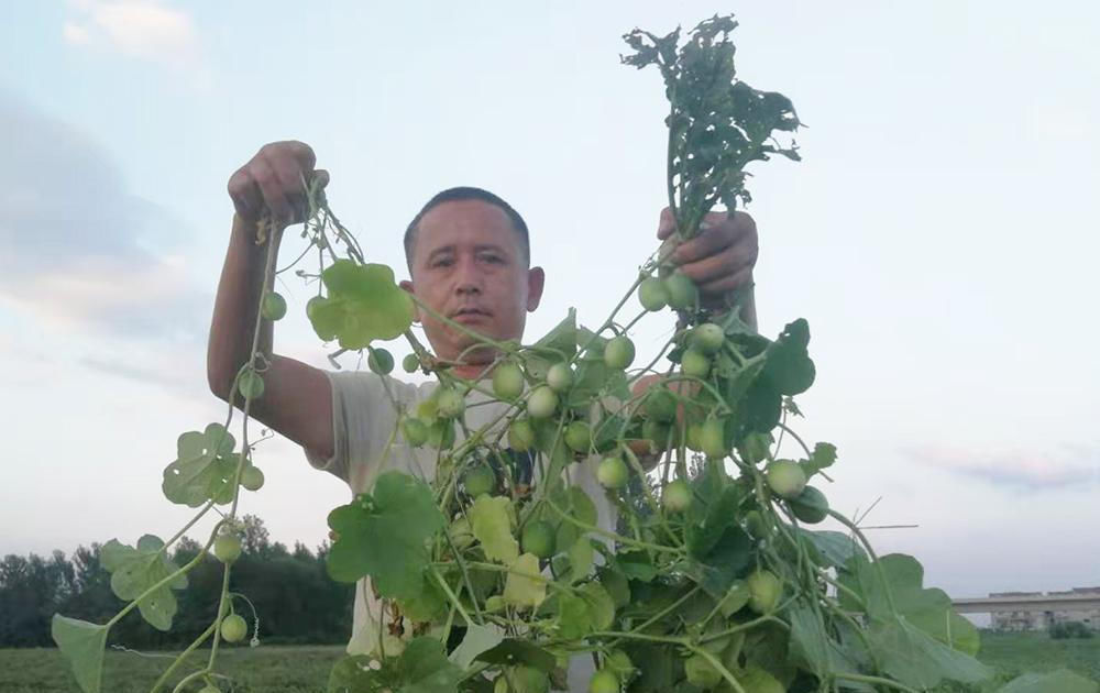  野果|儿时常吃的野果，又酸又苦，如今市场价40元一斤，却少有农