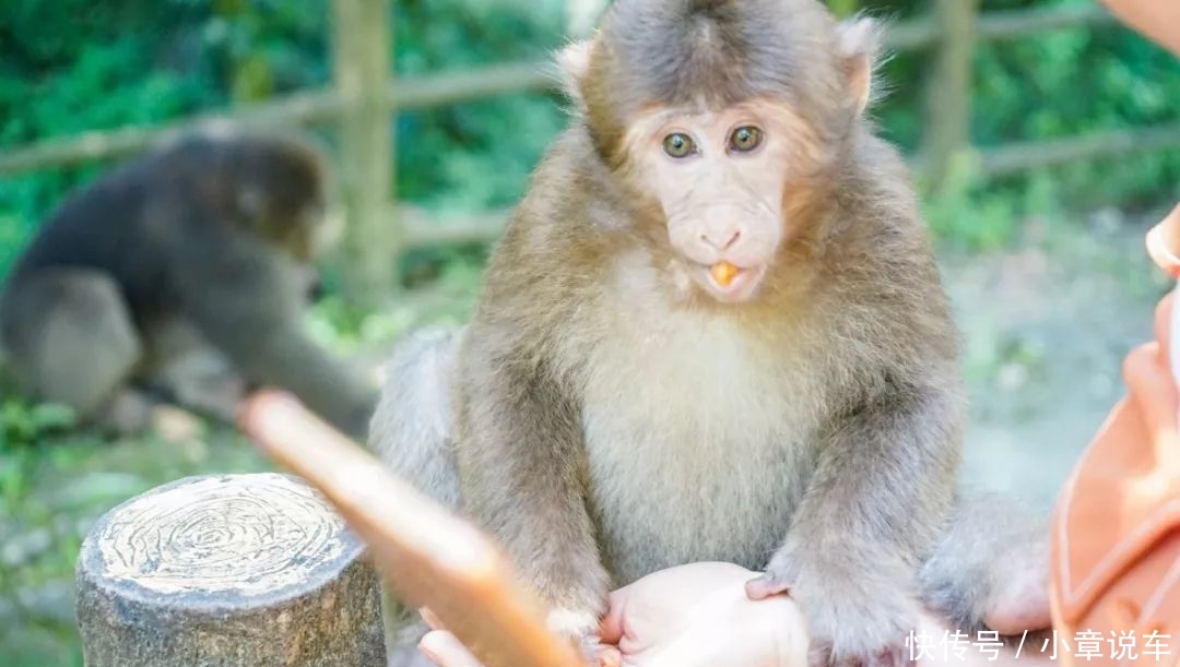 峨眉山，被低估了的四川避暑王者！