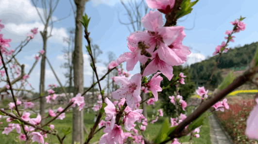  #旅游度假区#春游到南充，安逸得ban
