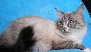  停止■巴西短毛猫以及当猫停止进食时意味着什么？