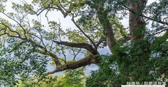  【镇宅】农村四大镇宅之树是什么？种在哪个位置可以旺宅？
