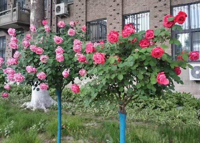  「多姿多彩」月季花：多姿多彩，美轮美奂，居然还能长到树上？