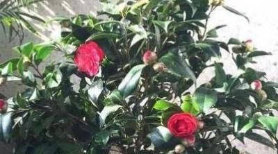 #茶花#茶花叶子发黑掉了是什么原因