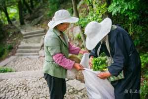  『杜鹃』千年杜鹃生长在茶园阡陌之间，硕大的杜鹃花开了，意境悠远
