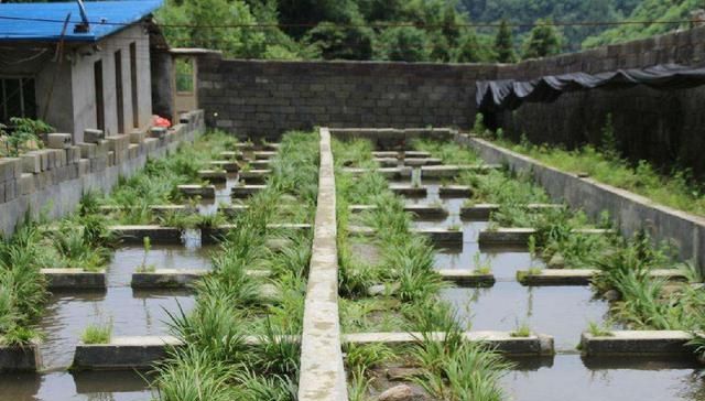  #食物#曾经餐桌上的食物每斤几千元，养殖户疯狂养殖后价格却不