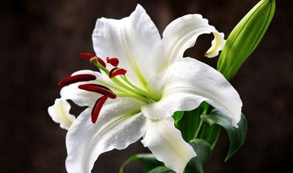  「美艳」最喜欢春天的“5种花”，花开繁盛美艳，开花美爆整个阳台，超美