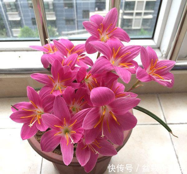  『喜欢』喜欢在家养护花卉，就选3种花卉，花色艳丽，花期长，开花量繁多